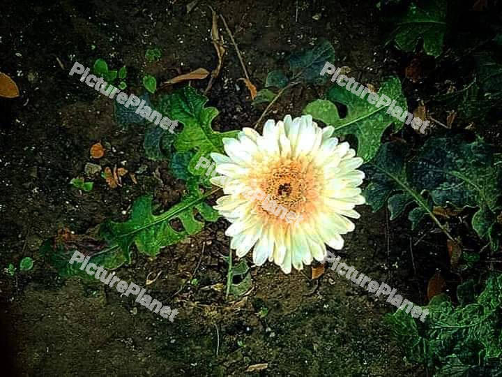 Gerbera Flower